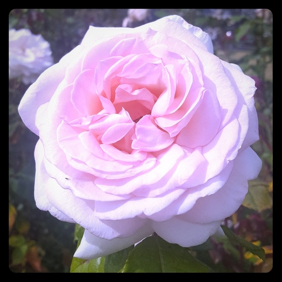 Meet your posher - Picture 1 of 1